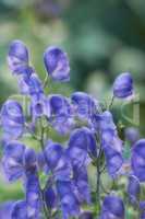 Purple skullcap flowers growing in a botanical garden on a sunny day against a nature background. Beautiful plants with vibrant violet petals blooming and blossoming in spring in a lush environment