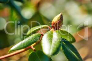 Closeup of budding Rhododendron flower in garden at home. Zoomed in on one woody plant getting ready to blossom while growing in backyard in summer. Small beautiful little elegant bud with green leaf