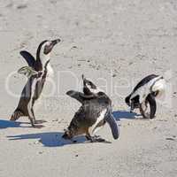 Penguins at Boulders Beach in South Africa. Birds playing and walking on the sand on a secluded and empty beach. Animals on a remote and secluded popular tourist seaside attraction in Cape Town