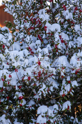 Stechpalmen Busch im Winter