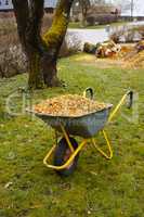 A wheelbarrow filled with woodchips in the garden background. Milch or bark used as compost on lush green grass in spring. landscaping being done in frontyard with gardening tools on a sunny day