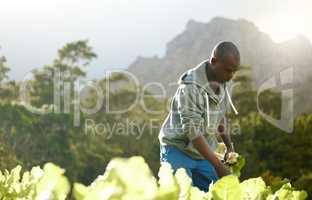 Reaping what hes sowed. Cropped shot of a male farm worker tending to the crops.