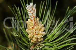 Closeup of a pine tree branch isolated on a black background. Unique plant growing in a dark evergreen boreal forest with copy space. Coniferous timber with fragrant thin green needles in Denmark