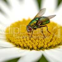 Closeup of a common green bottle fly eating floral disc nectar on white Marguerite daisy flower. Macro texture and detail of insect pollination and pest control in a private backyard or home garden