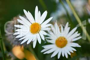 Daisy flowers growing in a lush backyard garden in summer. Beautiful flower on a green grassy lawn in spring from above for gardening and landscaping. White flowering plants blooming in a park