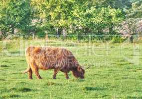 One highland cow grazing in a field in the morning. A brown farm animal or mammal eating green grass in a fresh heather meadow. Cattle or livestock pasture on fresh agriculture land during summer
