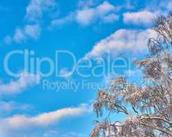 Copy space with cloudy blue sky from below and frozen ice covered branches of a tree during snowy weather. Scenic panoramic view of a skyscape and cloudscape background during a cold winter season