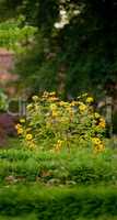 A bush of yellow gloriosa daisy flowers growing in a lush green garden. Wild overgrown backyard with delicate flowering shrub in spring. Nature scene of rural greenery in a park on a summer day