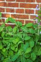 Overgrown wild herb garden against the wall of a red brick house. Various plants in a lush flowerbed. Different green shrubs growing in a backyard. Vibrant nature scene of parsley, sage and rosemary.