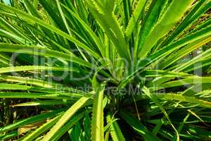 Close up of green pandanus veitchii stems and leaves growing in a garden on a sunny day. .Variety of fresh screw pine prickly plants in a backyard. A close-up of a bushy plant with a thorny hedge.