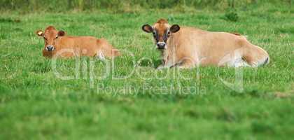 Two brown cow lying down on an organic green dairy farm in the countryside. Cattle or livestock in an open, empty and secluded grassy field or meadow. Animals in their natural environment in nature