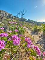 The landscape of a mountain in Cape Town, South Africa against a blue horizon. Rocky mountainous area with .Pink fynbos plant on a sunny day. Lions Head a popular attraction for hiking and trekking