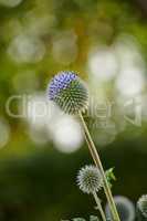 Closeup of blue Globe Thistle growing in a green garden in with a blurry background and bokeh. Macro details of soft flowers in harmony with nature, tranquil wild flowerheads in a zen, quiet backyard