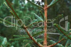 Closeup of a pine tree with webs between the branches in a wild forest. Green vegetation with cobwebs growing in untouched nature in a secluded, uncultivated environment on a bright and beautiful day