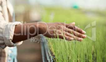 Hand of a farmer touching grass. Closeup of a farmer running her hand over plants. African american farmer touching crops. Farmer working in a greenhouse. Woman working in the farming industry