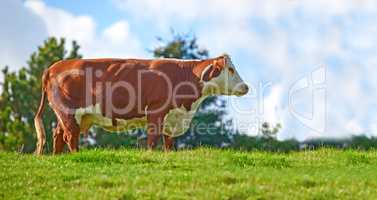 Brown and white cow on a field in rural countryside with blue sky copyspace background. Raising and breeding livestock cattle on a farm for beef and dairy industry. Landscape with animals in nature