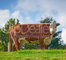A large brown cow grazing on a field or farm in the rural countryside with blue sky copy space. Bovine bull livestock on an organic and sustainable cattle farm for the beef and dairy industry