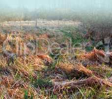 Landscape view of autumn fields and mist in the morning. Dry grass in a remote countryside with fog. Background texture detail of a swamp or marshland drying due to climate change and global warming