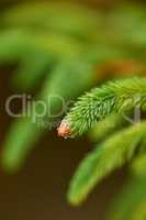 Closeup macro details of a beautiful lush green forest in springtime, pine trees growing with nature in harmony and copyspace. Fresh air in a tranquil jungle with zen, quiet soothing nature ambience