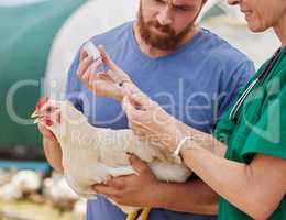 Vaccinations can be used to prevent many diseases. Closeup shot of a veterinarian giving an injection to a chicken on a poultry farm.