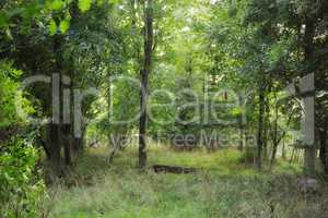 Beech trees growing in a remote uncultivated forest, meadow or countryside in Norway. Overgrown, lush, green woods in quiet, serene, tranquil, calm, zen landscape. Discovering peace in mother nature