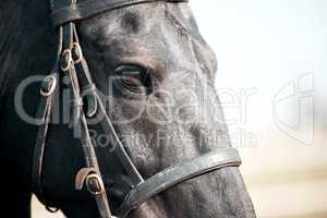 What a beauty. Closeup shot of a majestic black horse fitted with a bridle.