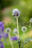 Blue globe thistle flower plant being pollinated by bees in a garden during summer. Vegetation growing in a lush green park on the countryside. Wildflowers blossoming with insects in a meadow