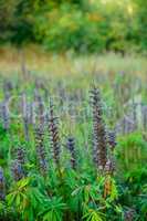 Closeup of Garden Lupine growing in a garden or park. Macro details of blue flower pods in harmony with nature, tranquil wild flowers in a zen, quiet forest. Zoom in on dry seeds on green leafy stems