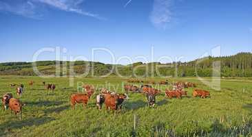 Copy space with cows eating grass on a field in the rural countryside with blue sky. Raising and breeding livestock cattle on a ranch for the beef and dairy industry. Landscape with animals in nature