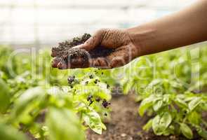 Closeup of dirt falling from the hand of a farmer. hand of farmer checking soil quality. African american farmer in a greenhouse garden. Farmer about to plant in a garden. Farmer touching soil