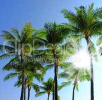 Below view of a group of palm trees isolated against blue sky background with sun rays and sunbeams during summer vacation and holiday. Low angle of coconut plants growing in a tropical environment