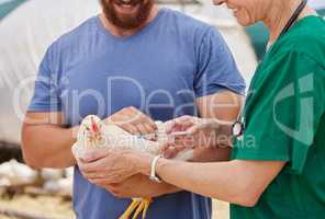 One sick bird can infect the whole flock. Shot of a veterinarian giving an injection to a chicken on a poultry farm.