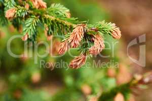 Closeup of Sitka spruce growing in a quiet, zen pine forest with a blurry background and copyspace. Zoom in on details and patterns of pine needles on a branch, soothing peaceful harmony nature