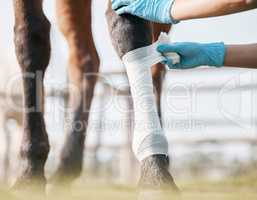 Youll be back to normal very soon. Cropped shot of an unrecognisable veterinarian wrapping a bandage around a horses leg on a farm.