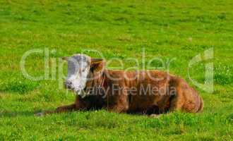 One hereford cow sitting alone on a farm pasture. Hairy animal isolated against green grass on a remote farmland and agriculture estate. Raising live cattle, grass fed diary farming industry