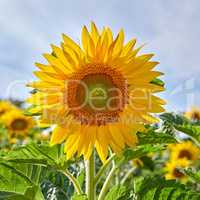 Mammoth russian sunflowers growing in a field or botanical garden on a bright day. Closeup of helianthus annuus with vibrant yellow petals blooming in spring. Beautiful plants blossoming in a meadow