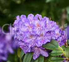 Rhododendron is a genus of 1,024 species of woody plants in the heath family, either evergreen or deciduous, and found mainly in Asia, although it is also widespread throughout the Southern Highlands of the Appalachian Mountains of North America.