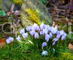 Beautiful crocus blooming in forest on a sunny day. Illuminated purple flowers symbolizing rebirth and romantic devotion. Blossoming wild plant growing in the woods surrounded by vibrant grass