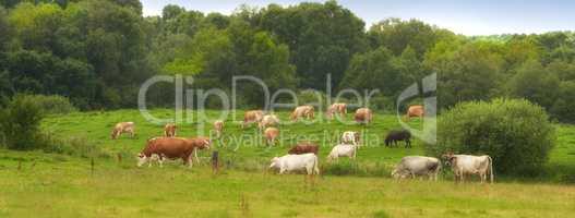 Herd of cows eating grass on a field in the rural countryside. Lush landscape with cattle animals grazing on a pasture in nature. Raising and breeding livestock on a ranch for beef and dairy industry