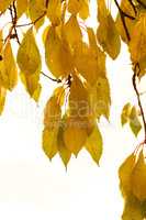 Closeup of colorful autumnal leaves growing on tree branches isolated against a white background with copy space. Texture and detail of yellow leaf on vines used as natural nature background
