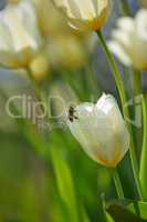 Closeup of a honey bee on white Tulips in a green garden in springtime with blurry background. Macro details of living insect in harmony with nature, tranquil wild flowerhead in a zen, quiet backyard
