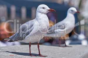 Closeup of two seagulls searching for nesting grounds in a remote coastal city abroad and overseas. Birdwatching curious and mischievous migratory avian wildlife looking for food in a harbour dock