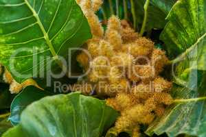 Golden chestnut tree with spiny fruit, Chinquapin plant. Vibrant leaves and palm fruit growing in a remote location in nature on a sunny day. Closeup detail of weird nuts between leaves in a forest