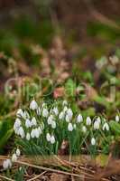 White common snowdrops growing in their natural habitat in a dense forest outdoors. Green or woronows snowdrop in the woods. Galanthus woronowii thriving in a sustainable environment or ecosystem