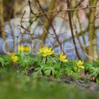 Decorative gardening of Winter Aconite or buttercup flowering plants with thorn twigs in a green backyard. Yellow flowers blooming in spring garden. Vibrant perennial flower heads thriving in nature