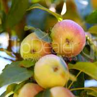 Closeup of apples growing on a tree in a sustainable orchard in the sun outdoors. Sweet and tasty fruit cultivated for harvest and picking. Ripe and organic produce in a natural thriving plantation