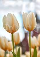 Tulips growing in a lush green backyard garden in summer. Beautiful peach flowering plants flourishing and blooming in a park during springtime. Pretty flora blossoming on a field or countryside