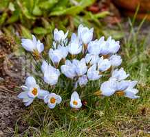 Silvery or scotch crocus flowering plants grown as decoration in parks and for outdoor landscaping. White flowers growing in grass patched soil in a garden. Beautiful bunch blooming in a backyard.