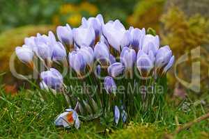 Closeup of fresh Crocus flowers growing on a lawn or garden. A bunch of purple flowers in a forest, adding to the beauty in nature and peaceful ambience of outdoors. Flowerhead blooms in zen backyard