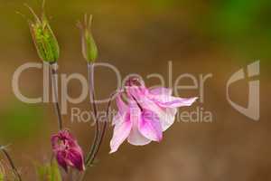 A beautiful Jewel Flower blooming in the blurred background. Closeup of jewel flower blossom at a high elevation with the focus on the petals and buds of the flower. Rare beautiful flower blooming.